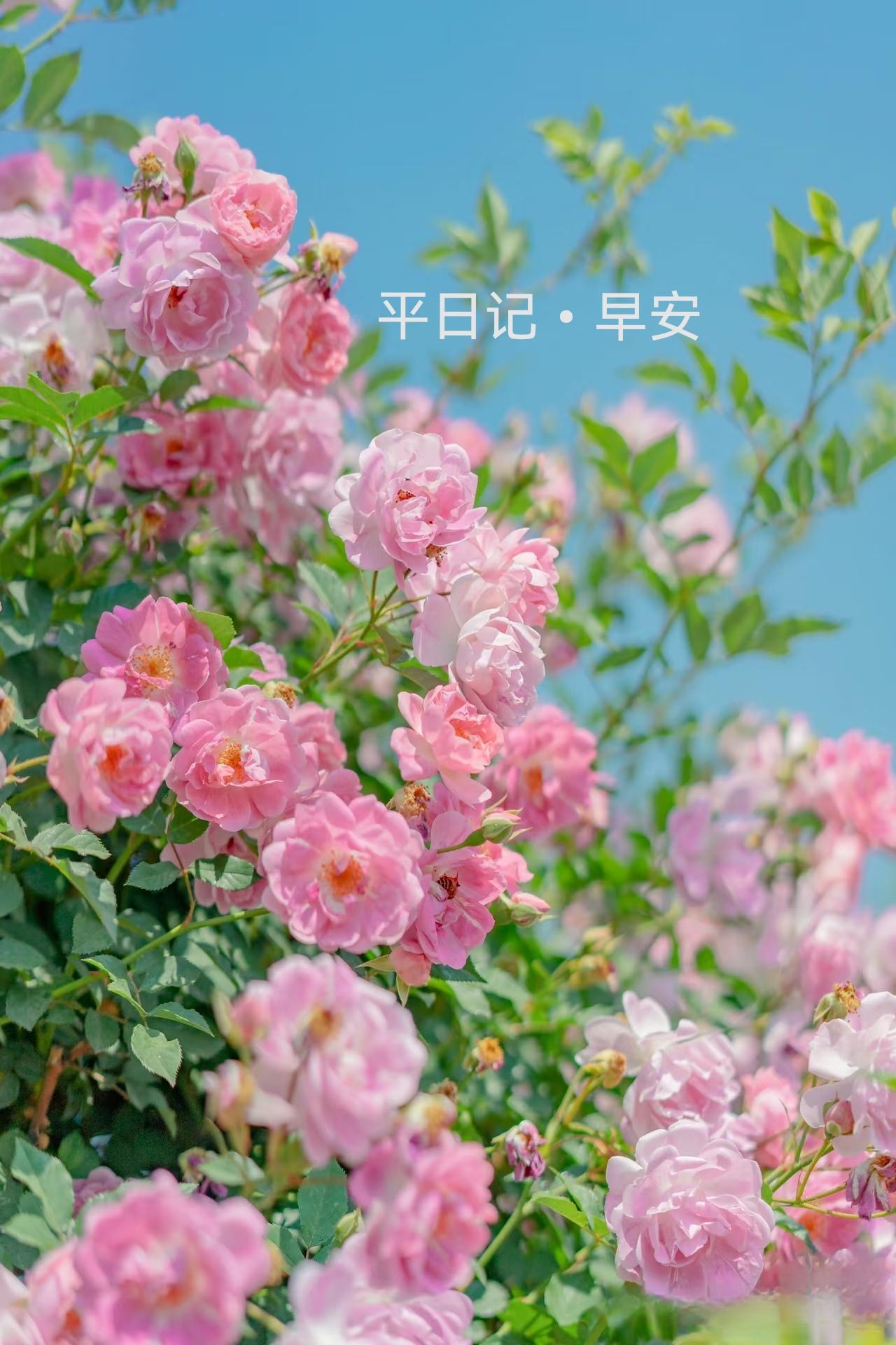 平日记•早安

《央视新闻》：

人生最好的境界是，丰富的安静。

远观外界的诱