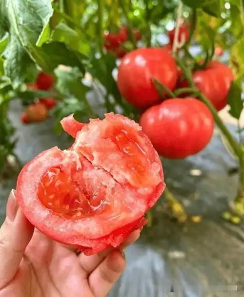 请教大家一个问题？

就是夏天，天气太热，家里哥哥给的西红柿太多，一下子吵着吃也