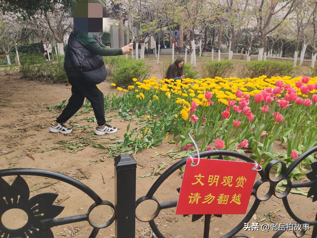 郑州市人民公园赏花现场掠影:花美人不美！