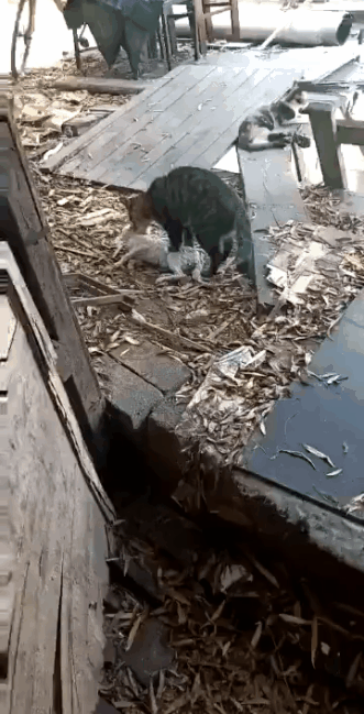 感动！小奶喵溺水，猫妈妈亲自叼上来抢救，一直踩小猫肚子排水，抢救了好长时间！功夫