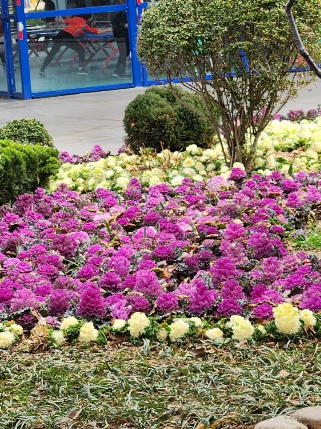 景区装拌的羽衣甘蓝，需注意不建议食用！
当前为春季，羽衣甘蓝已进入观赏期，有粉红