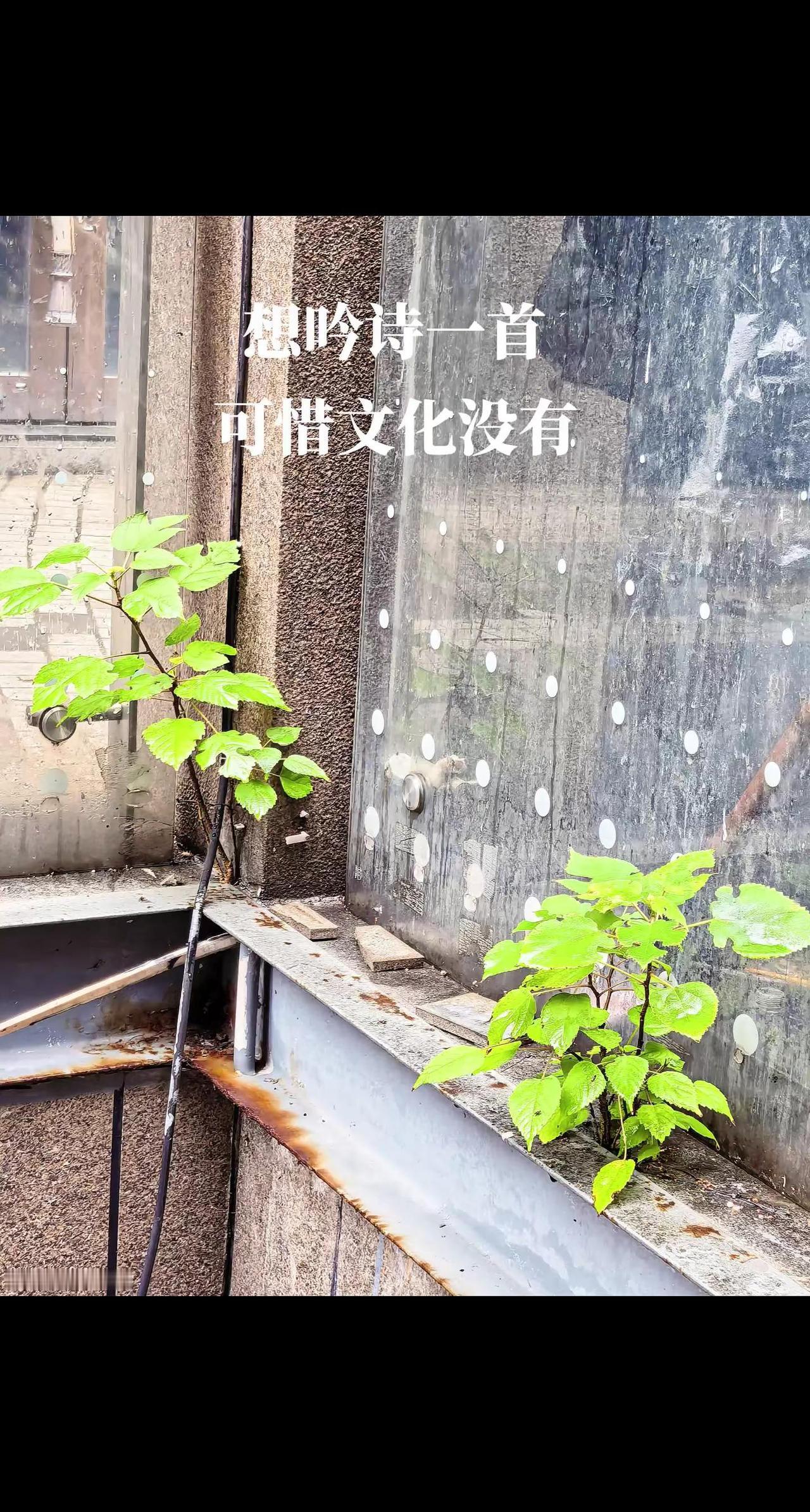 想吟诗一首 可惜文化没有