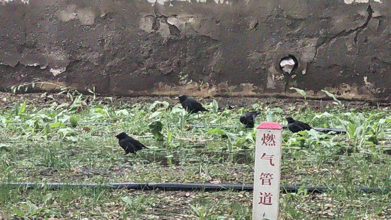 近日，在银川金凤区街边公园里看到一些黑色的八哥鸟依然坚持，似乎要在宁夏过冬。十几