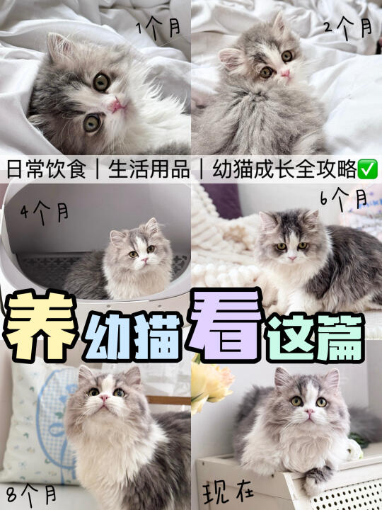 幼猫到家养护攻略，新手铲屎官必看！