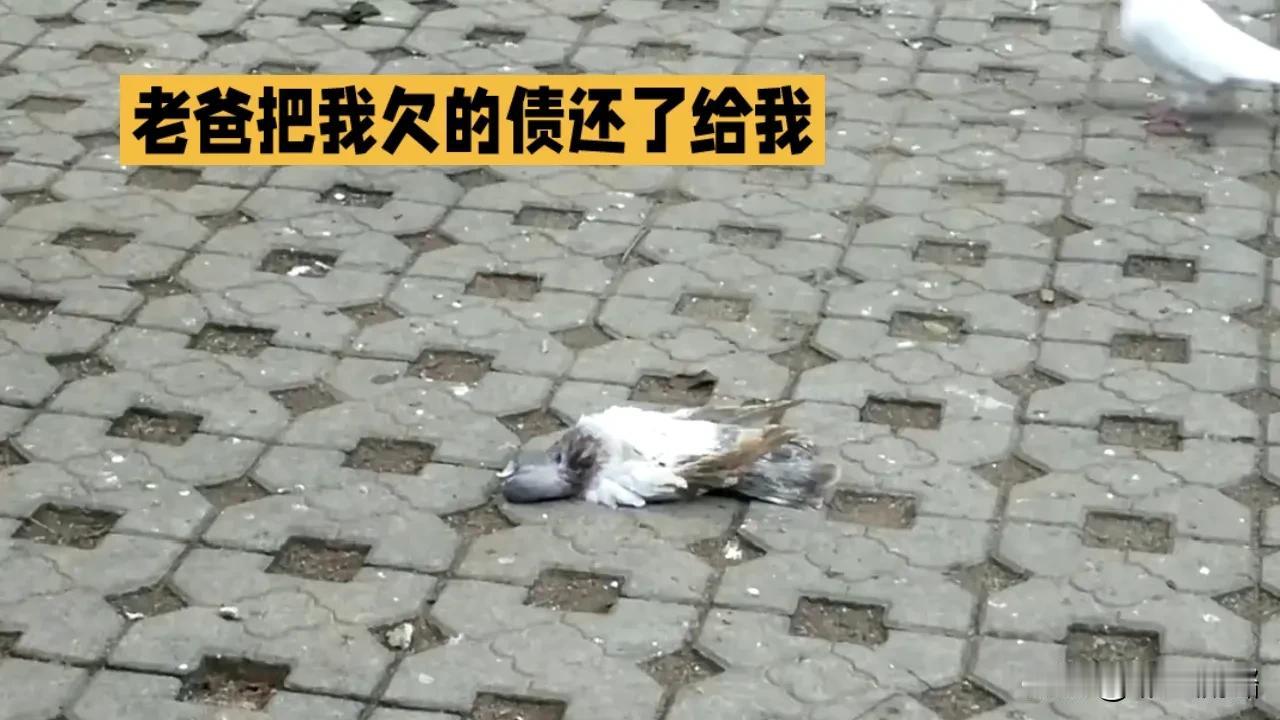 　　这么多天了，窗外的鸽子也不来看我，让我一直等一直等…我连鸟粮也没给它们准备。