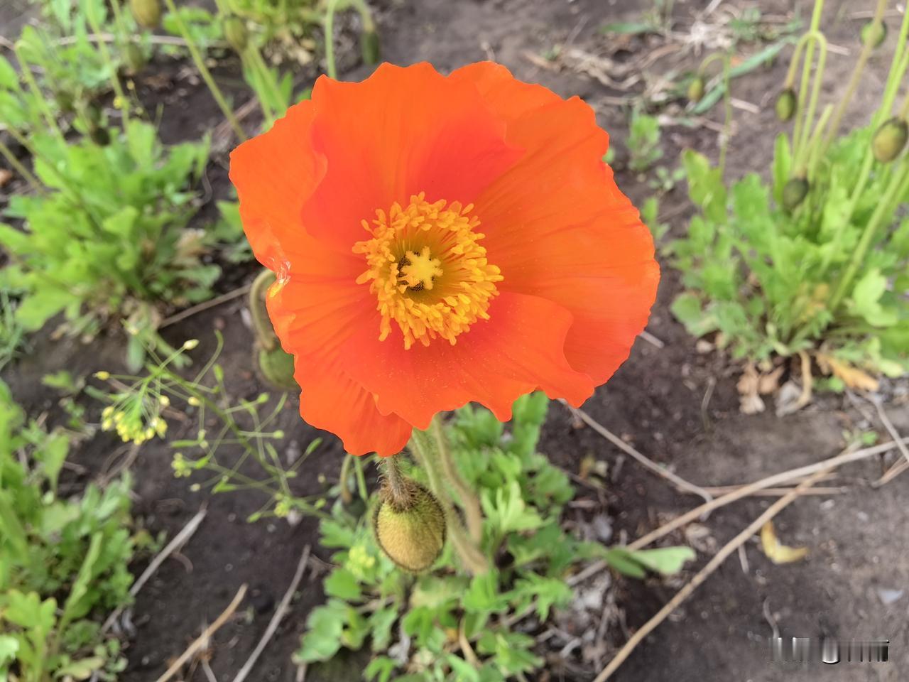 老年生活感悟：带着遗憾，依然继续奔向美好。
 
曾几何时，我们面对命运与现实还在