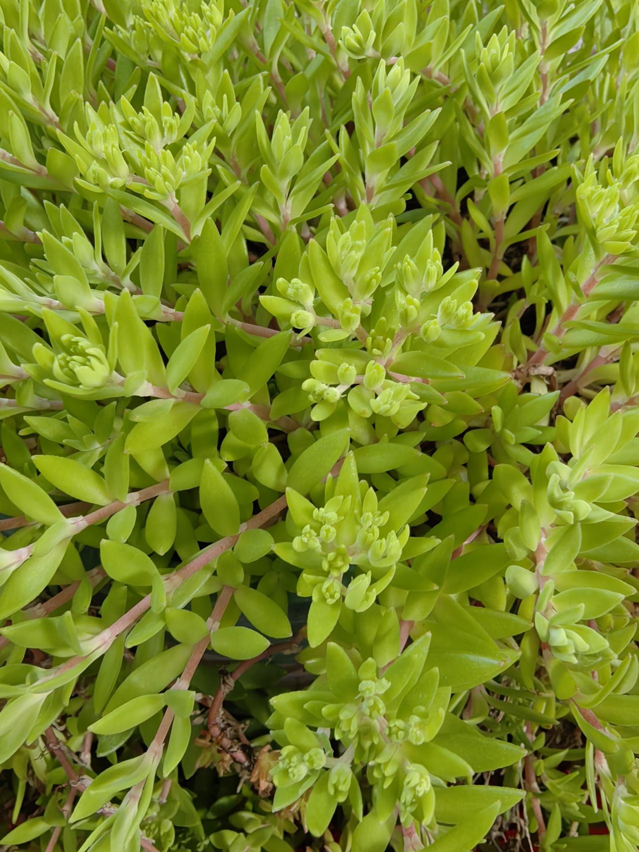 这一盆是送给房东的。
春节前就是要送给他，一直没时间。
正好他的助理上午来公司签