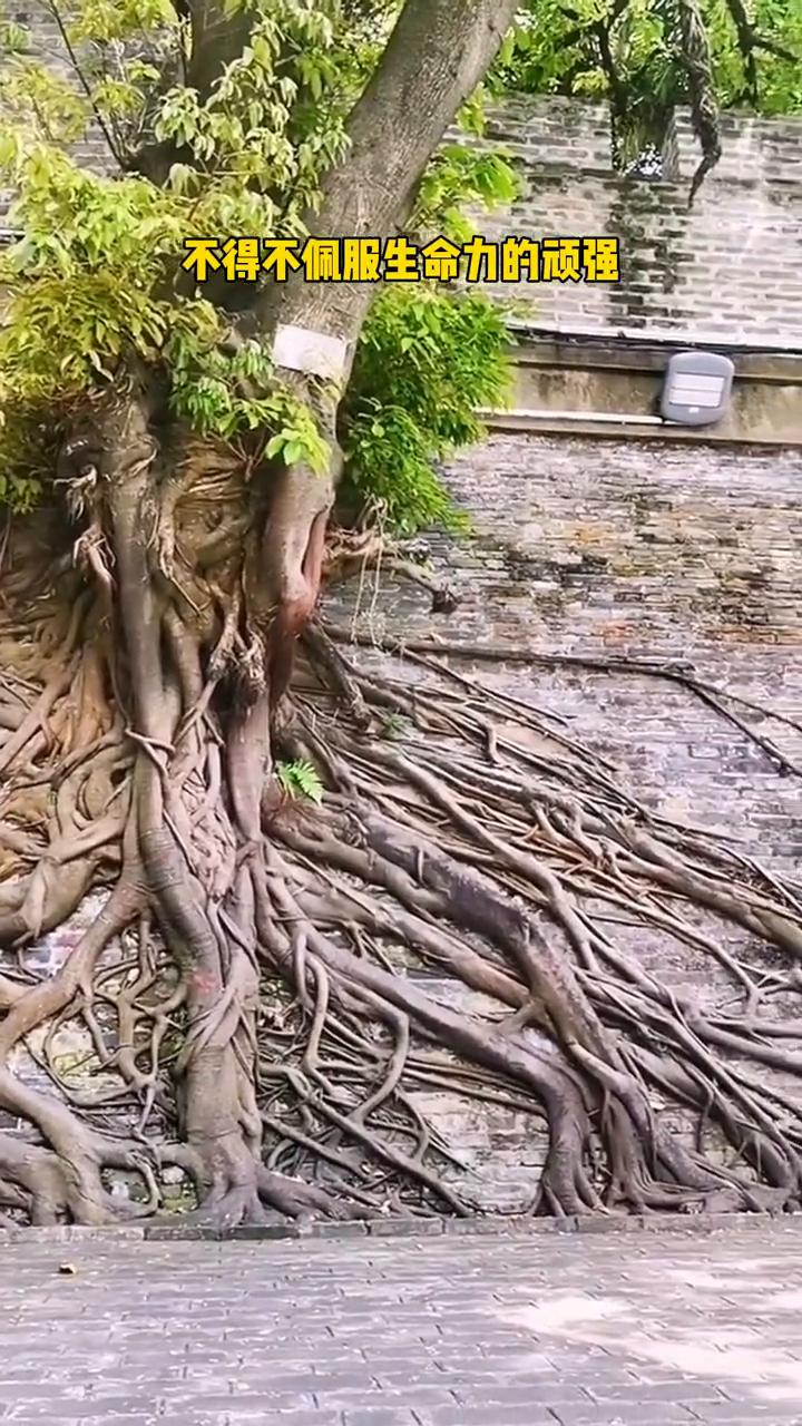 不得不佩服生命力的顽强。