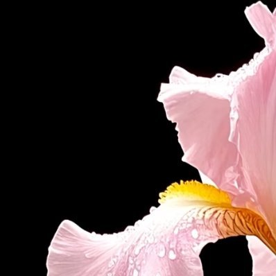鸢尾花的种植方法:一、适时种植鸢尾花的种植时间一般是在每年的夏末，主要是通过种球