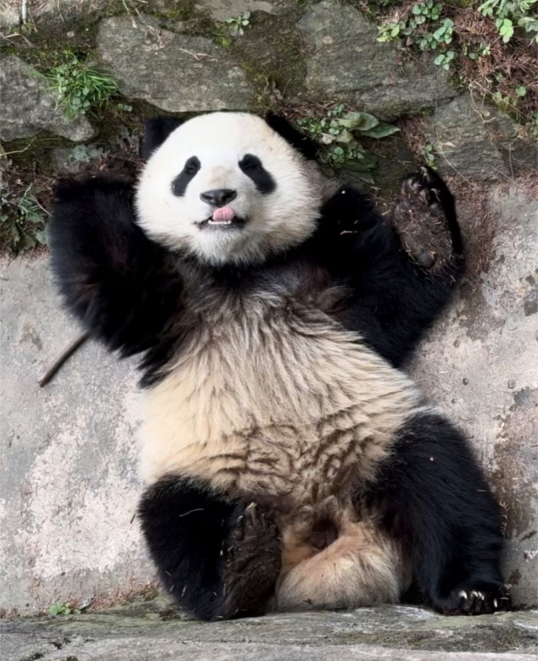 蕊蕊一家，是萌萌的小贤贤崽和小蕊蕊～🐼🐼 