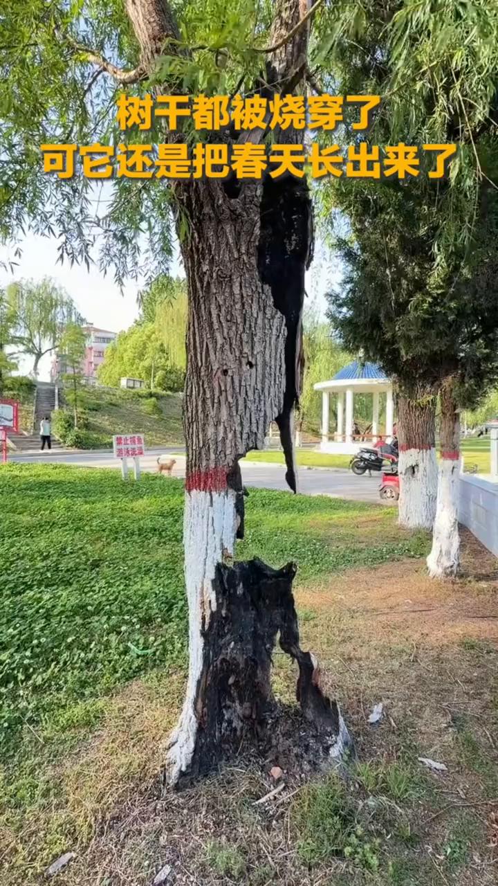 树干都被烧穿了，可它还是把春天长出来了。
网友：生命的坚韧。