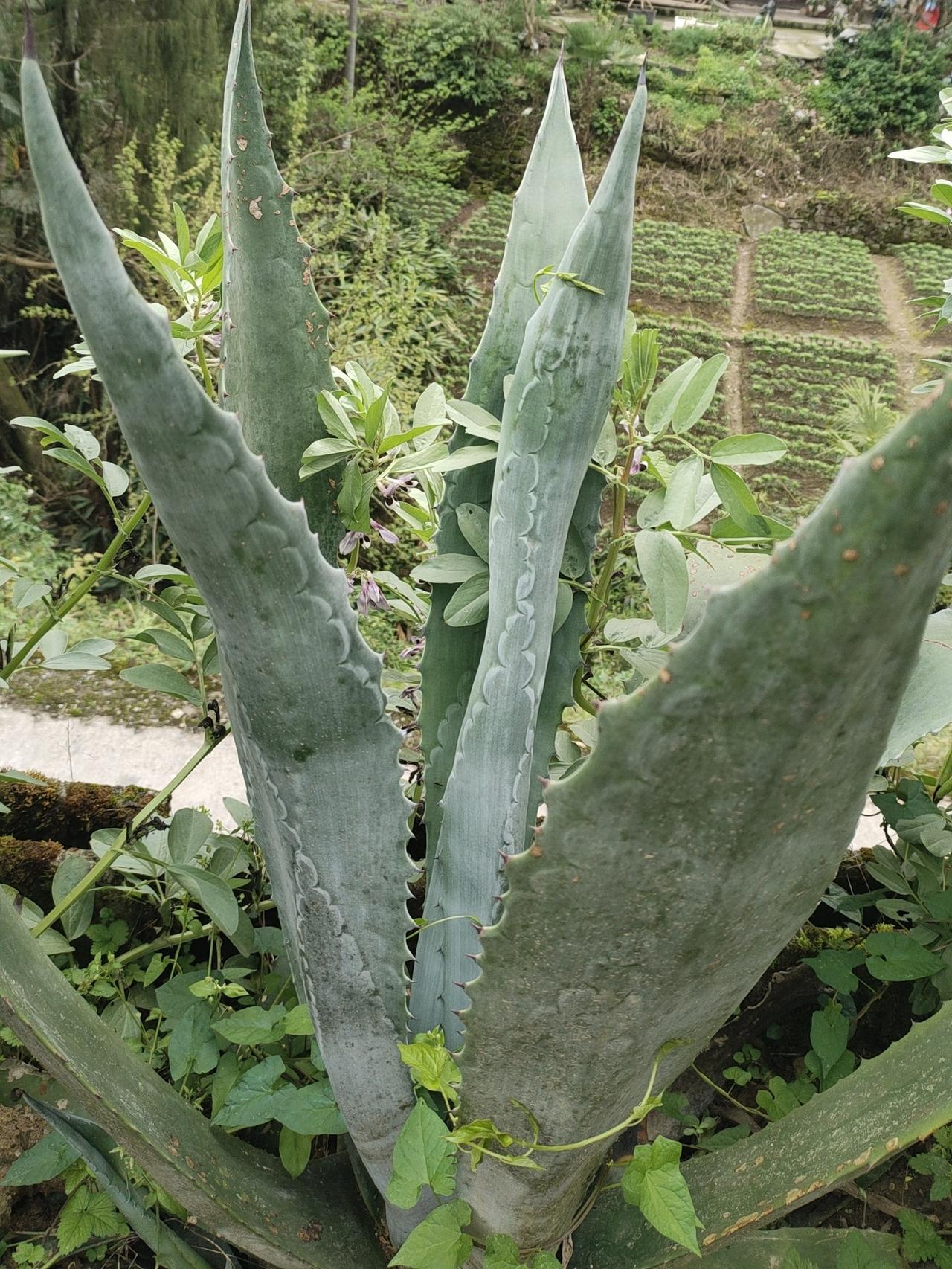 大家认识这是什么东西吗？说不是芦荟。