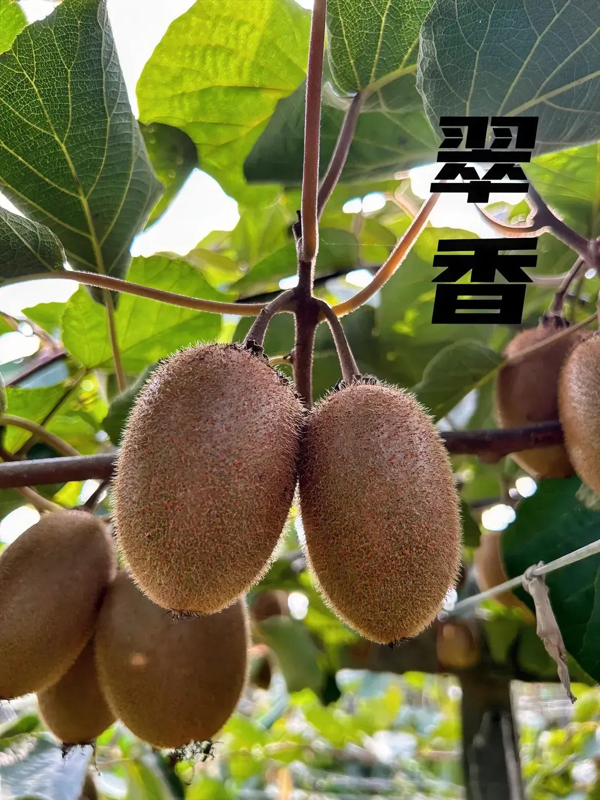 #秦岭猕猴桃🥝# 往年产量高，销售旺；今年产量低，想着会比较紧俏，可没想到却滞