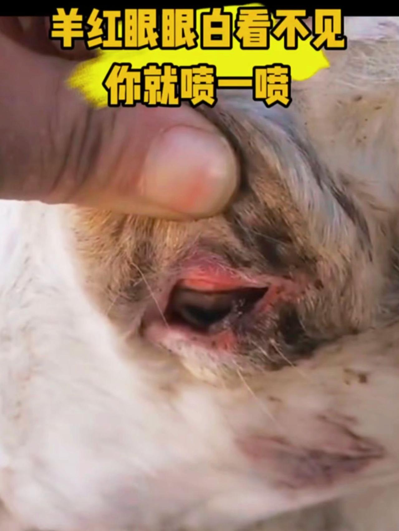 养羊人 牛羊养殖 农村养羊