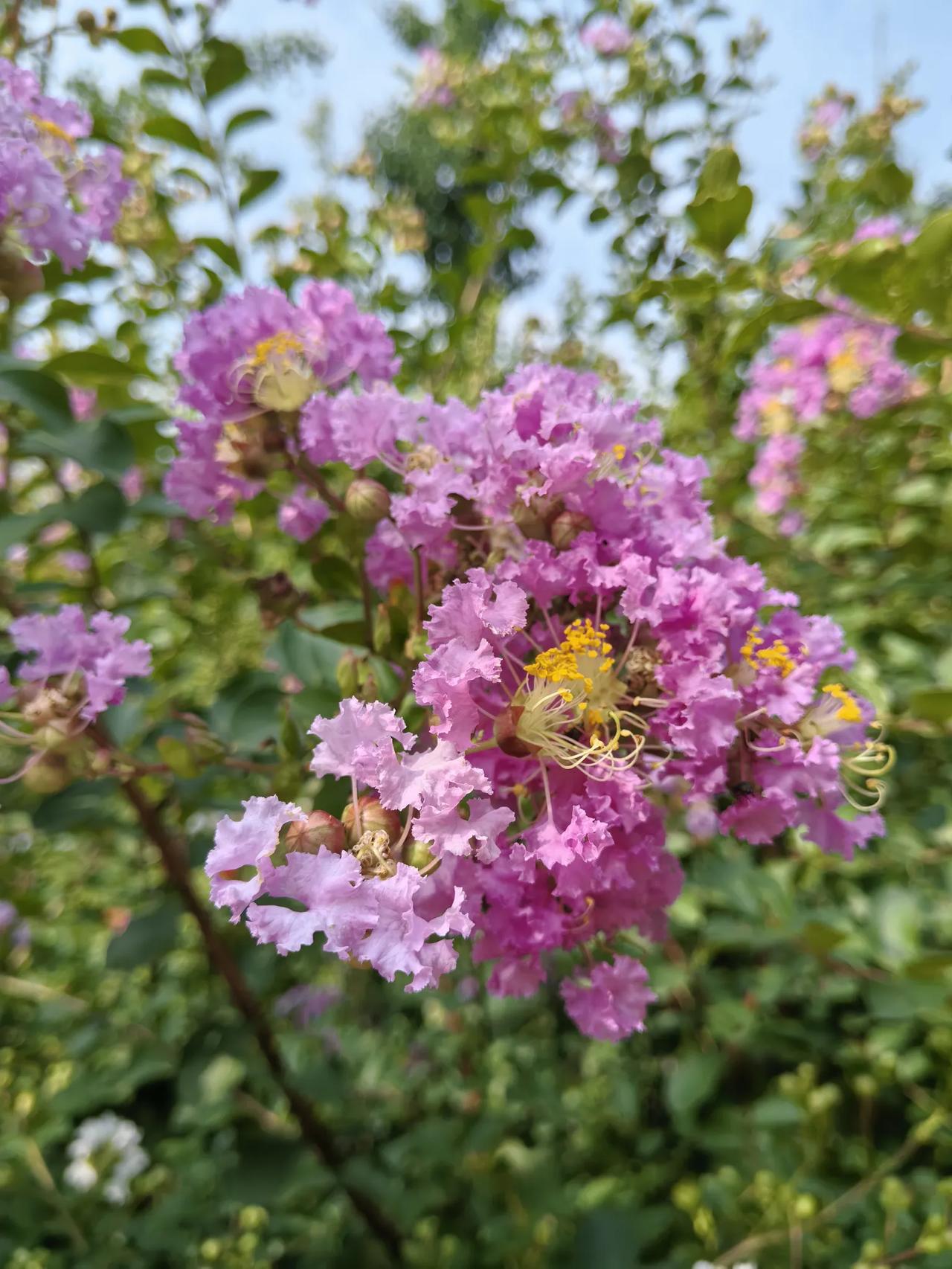 紫薇花季话紫薇
紫薇花期长达百日，又名“百日红”。它的名字与北极星“紫薇星”相关