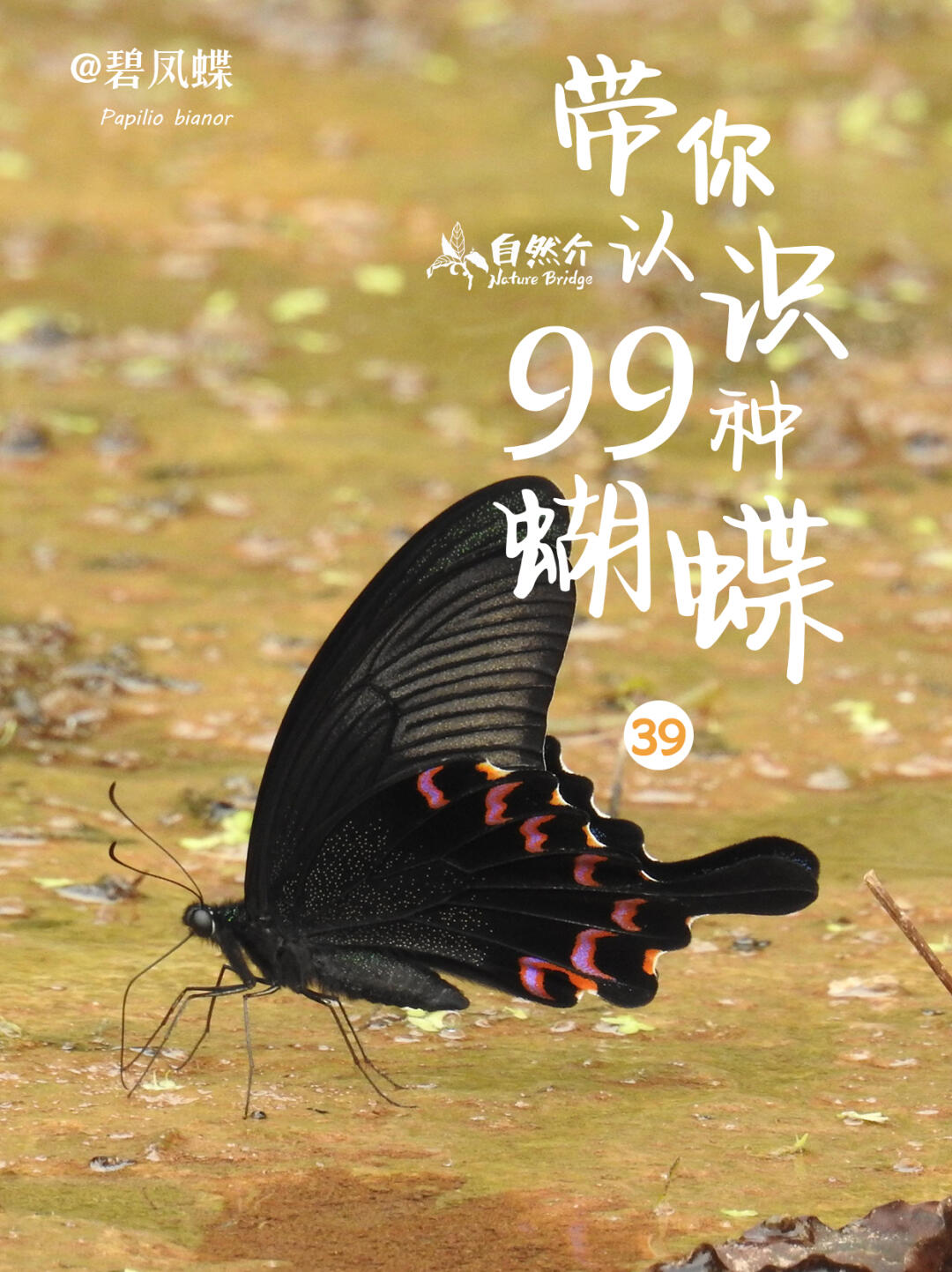 带你认识99种蝴蝶