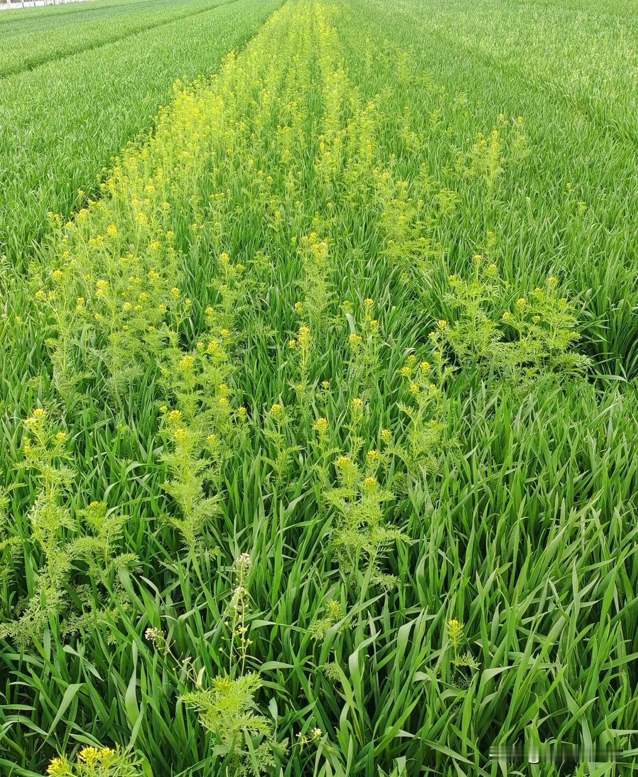 这哪是杂草，这分明是麦田里的VIP专属绿化带！

别人都规规矩矩长麦子，就它特立