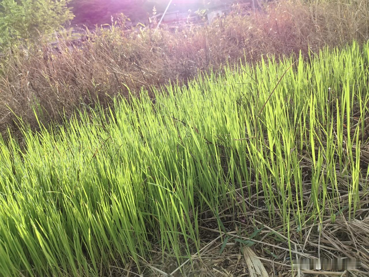 今天起了个大早，我和老公沿着公路散步。突然，我发现了一个奇怪的现象，路边的野草枯