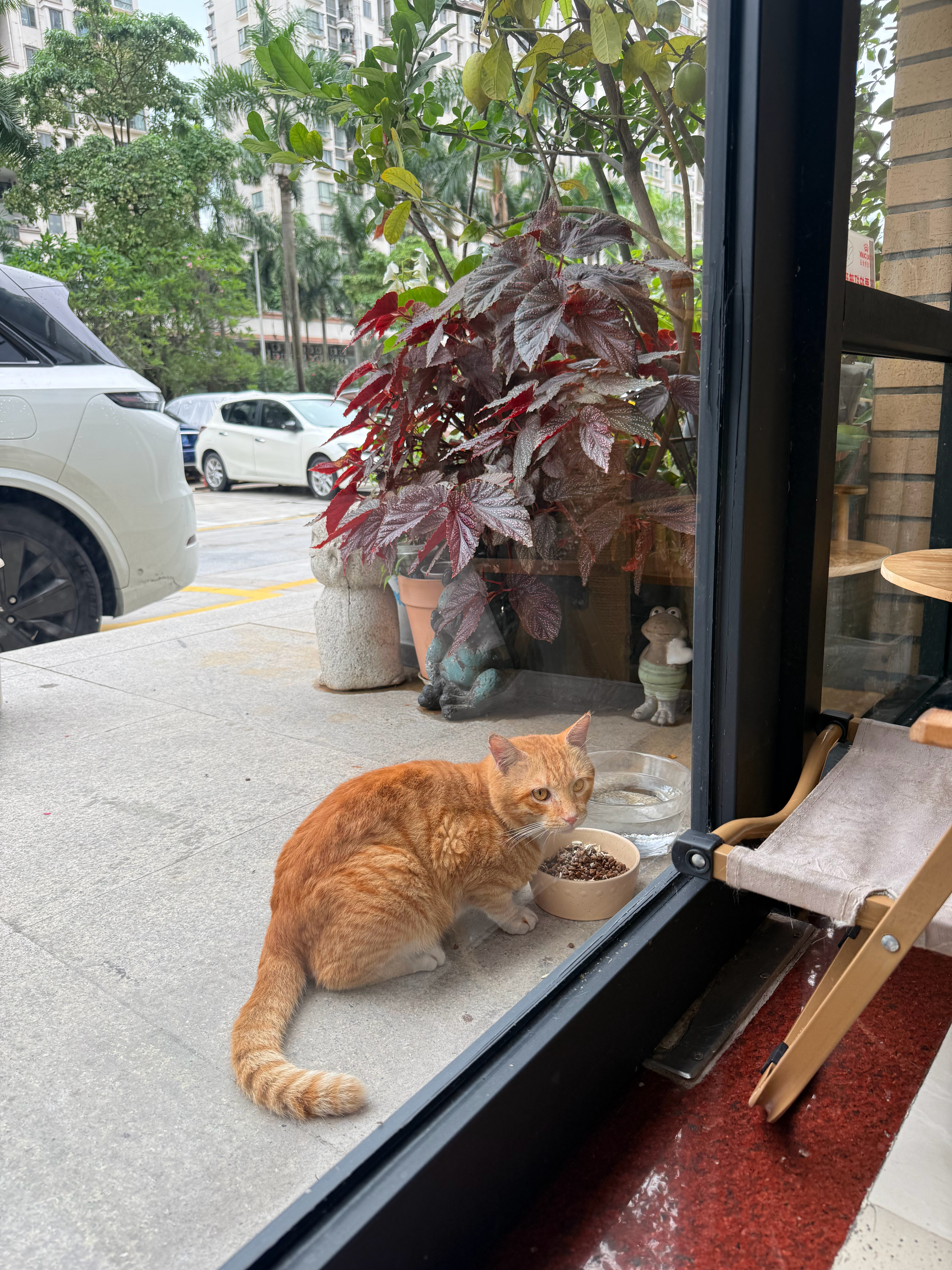 小猫咪也要有素质吗新大哥吃完还要尿一泡，留下味道占地盘，你说有没有素质。[允悲]