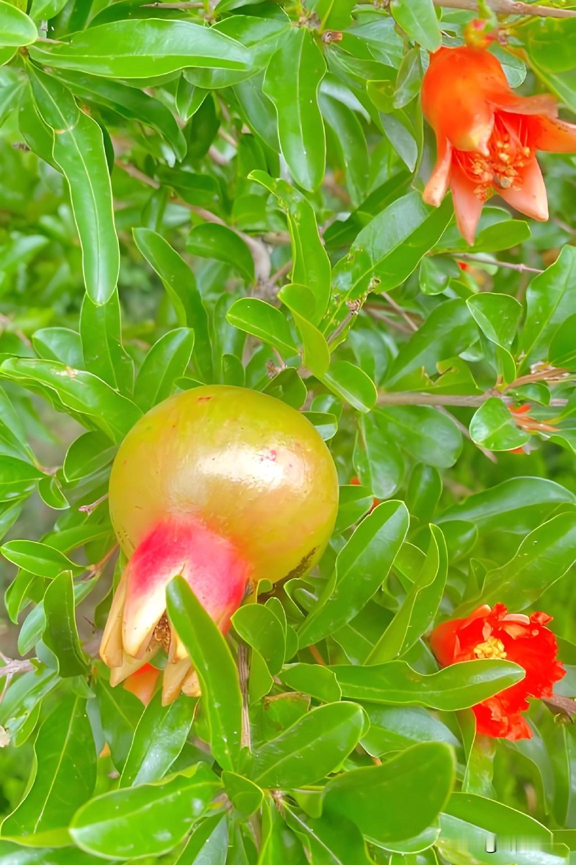 五月榴花照眼明，枝间时见子初成。

前几天下乡，在农家院落里发现石榴花开的正艳。