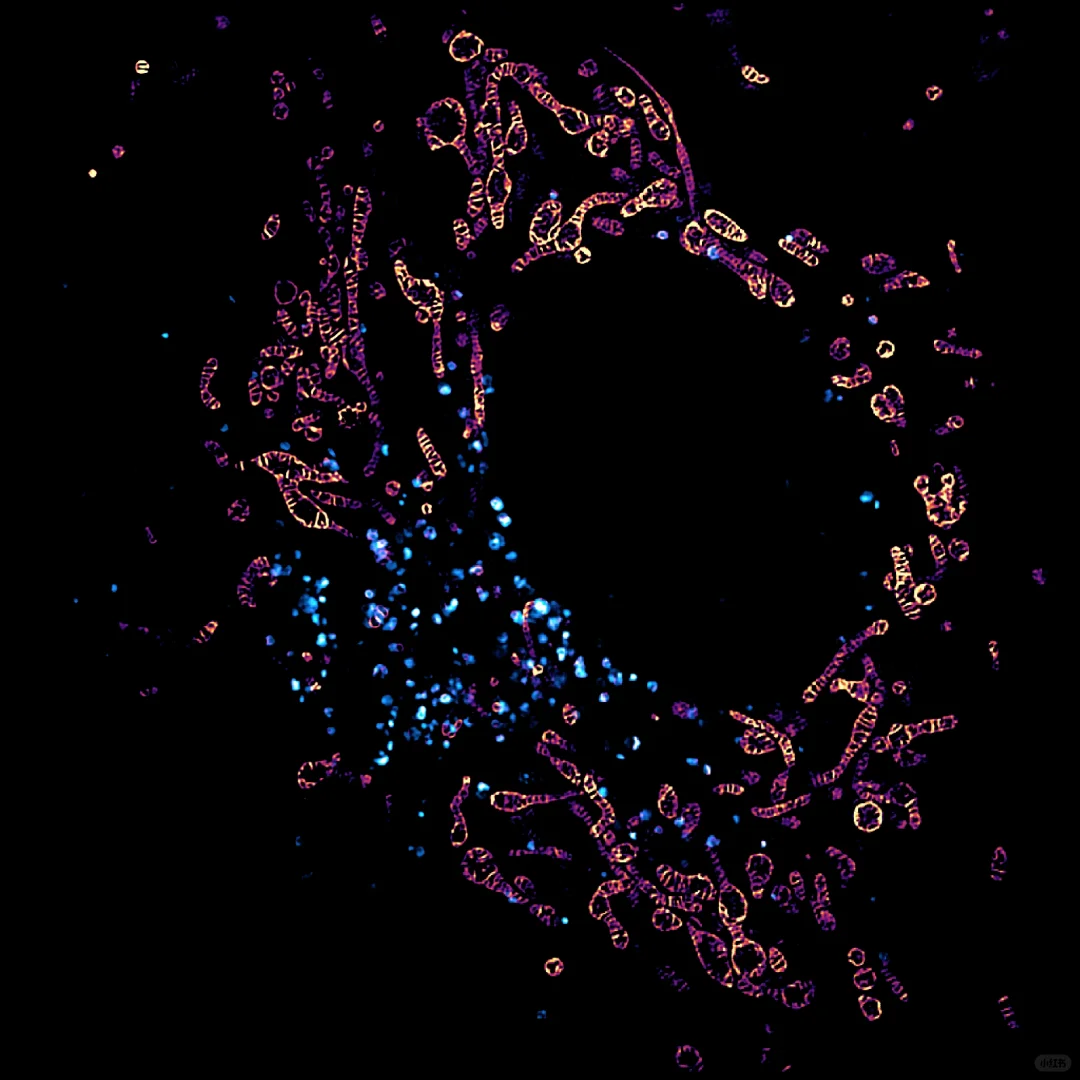 线粒体和溶酶体！拍出来啦！拿去汇报杠杠的