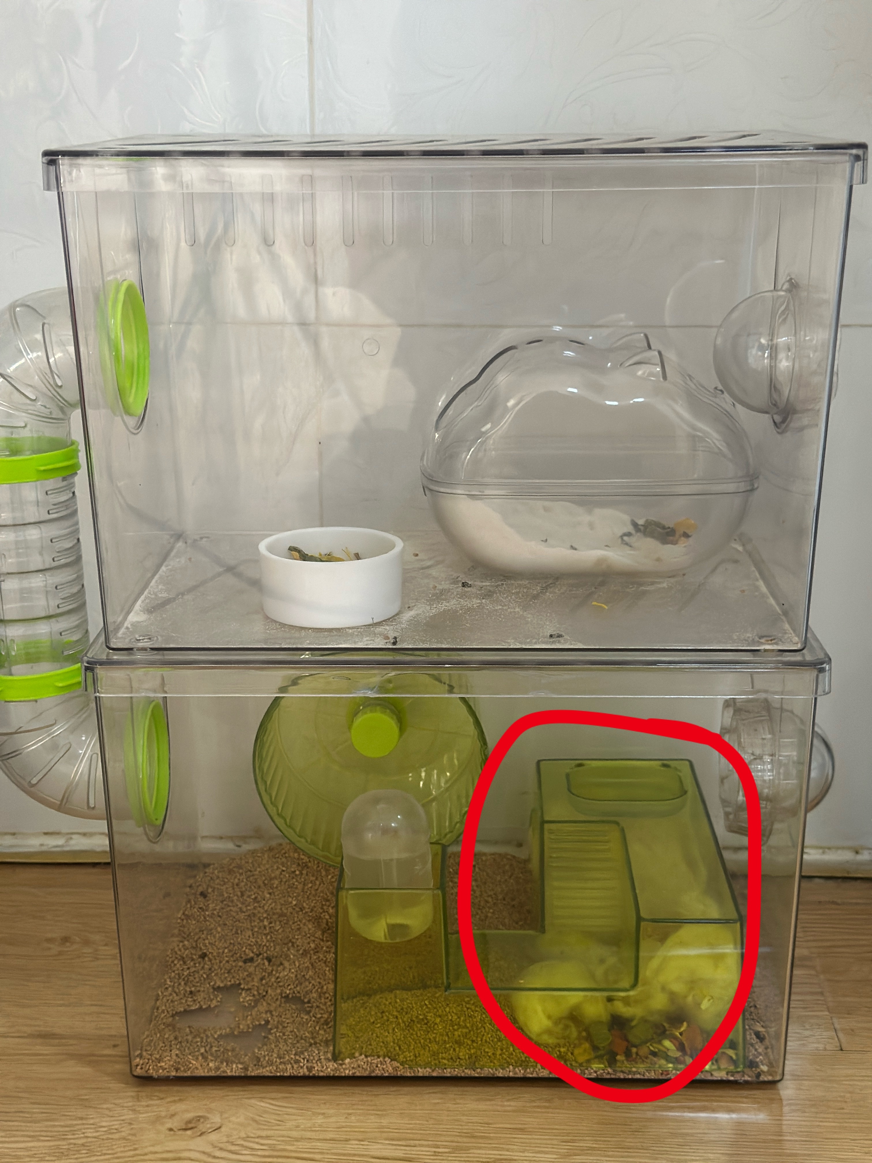 小仓鼠宝宝🍼就躲在这里我根本找不到 