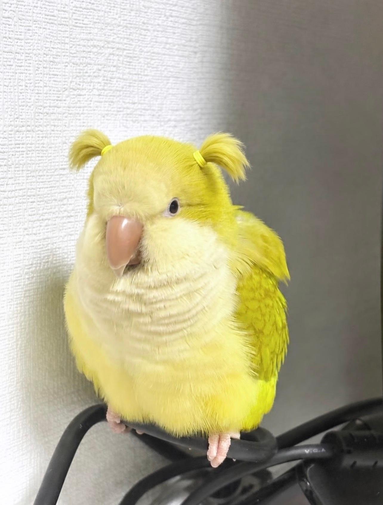 双马尾，哈哈哈😄 