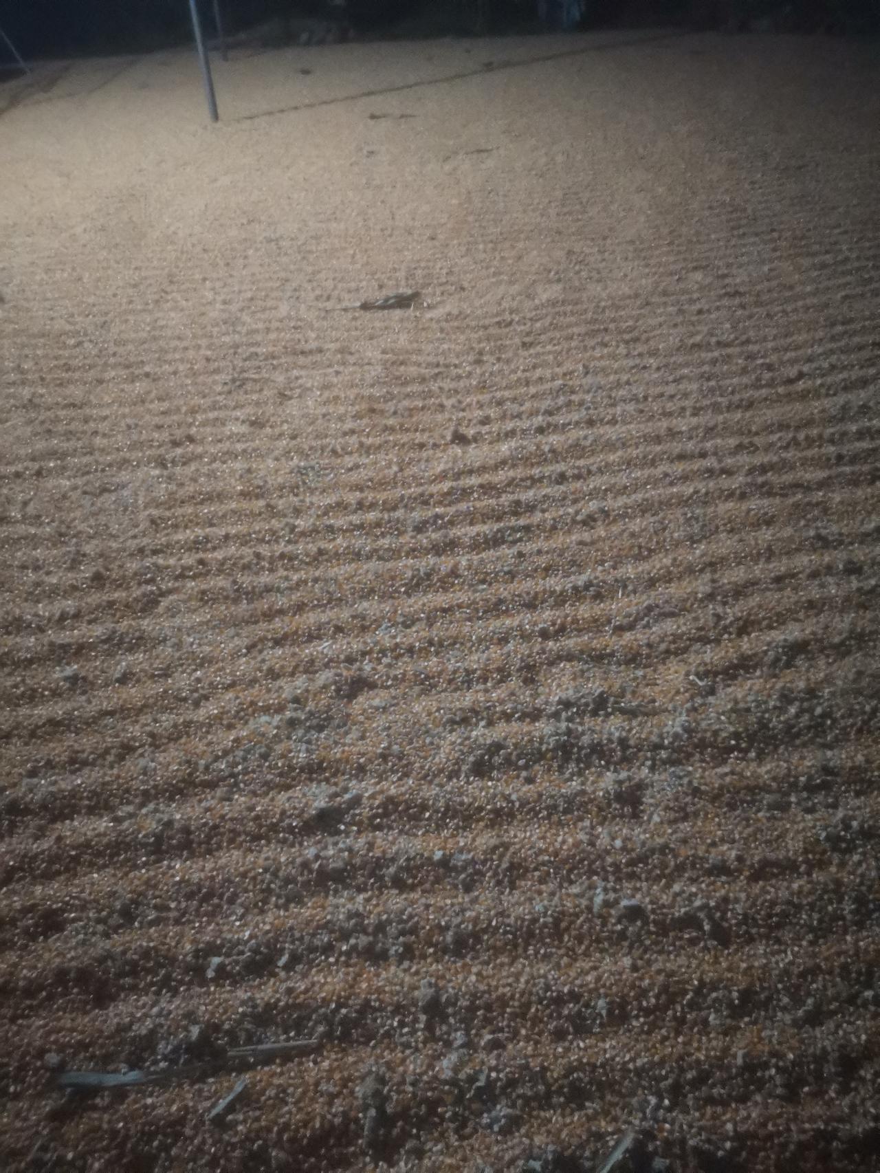 去年的此时，我写过一篇微头条。
我家院子里晒的玉米，晚上收在雨棚下，夜里被人偷走