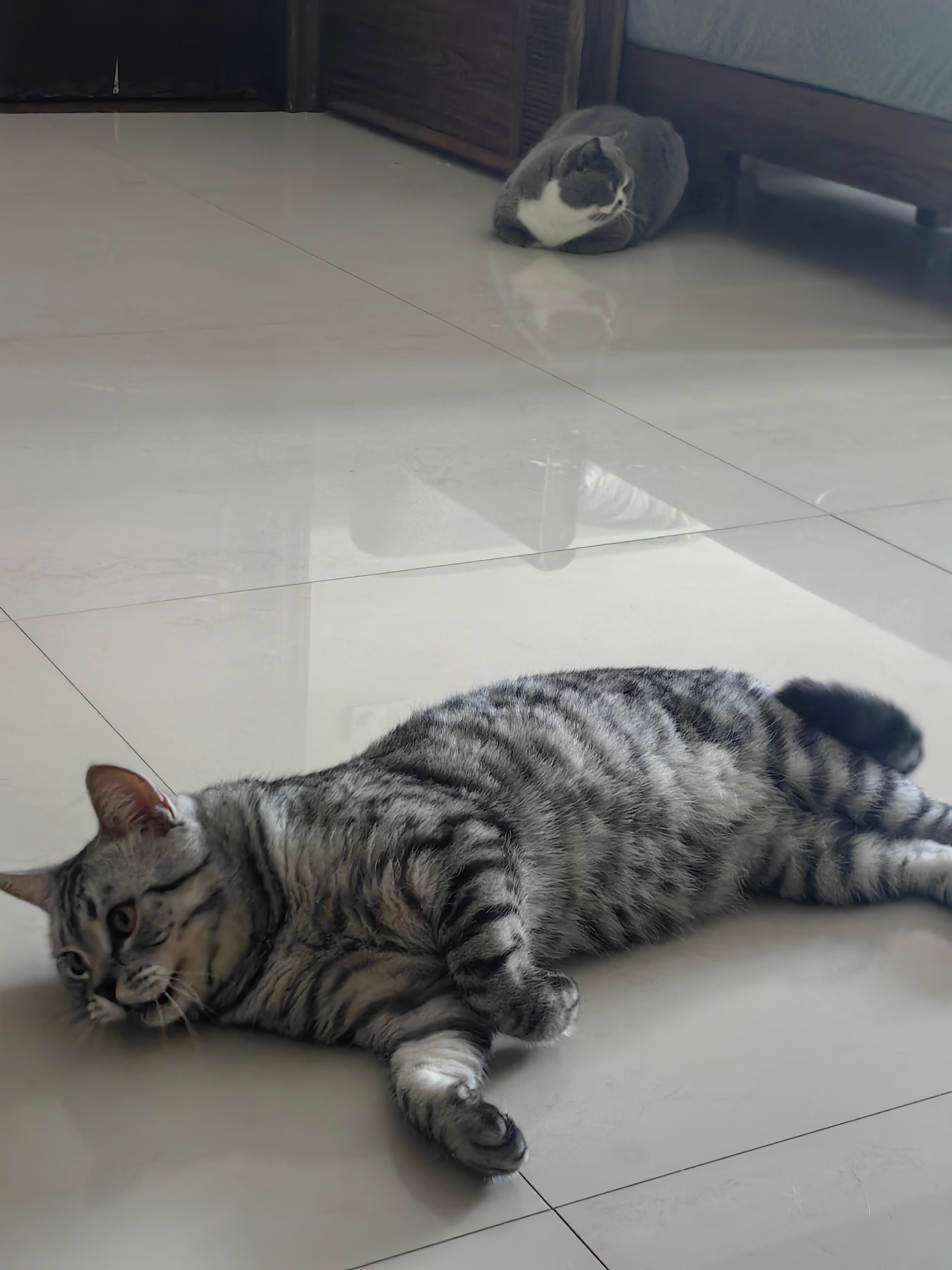 两只猫咪。 