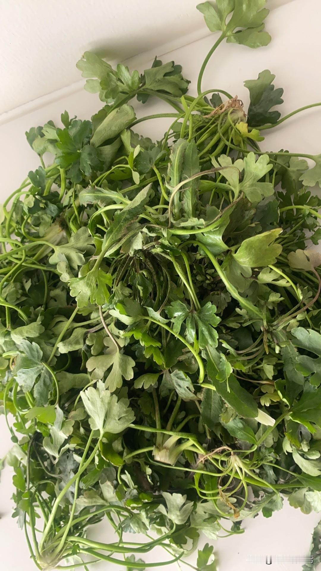 天南地北大拜年新鲜香菜大丰收，快来一起做美味的香菜料理吧！🌿🍲