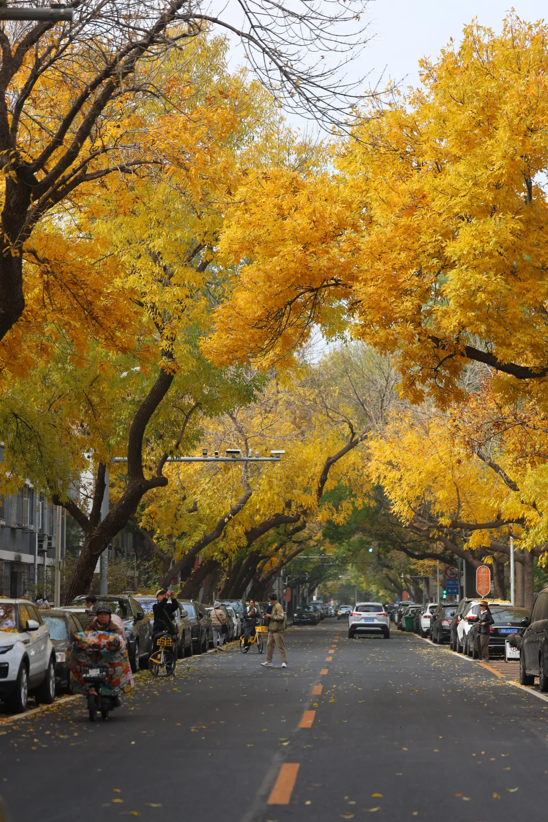 10.31六铺炕实况，北京最后一波白蜡可扛2天