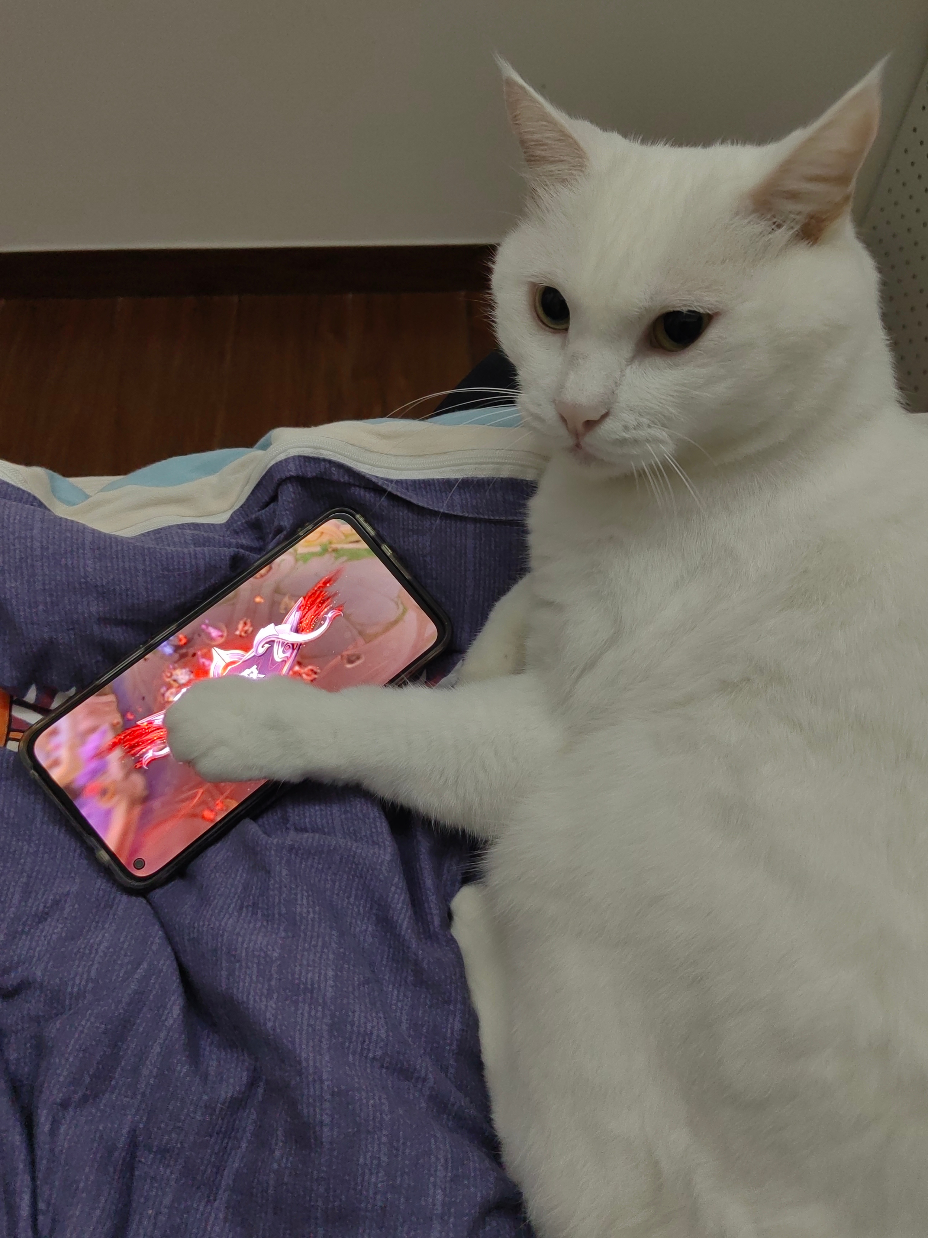 我输了游戏就是猫玩的不是我玩的 
