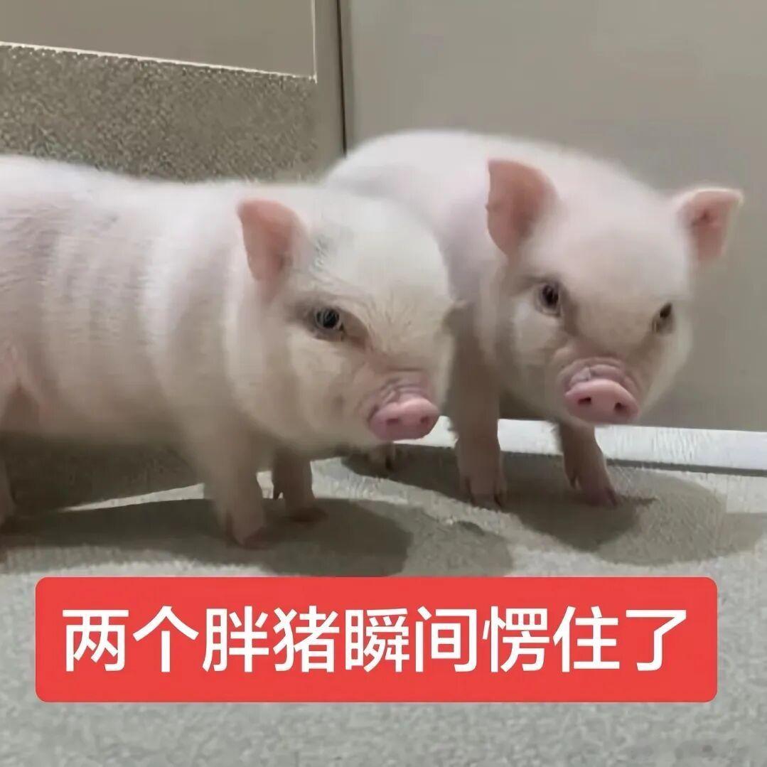 小香猪表情包 | 早安世界 晚安世界 