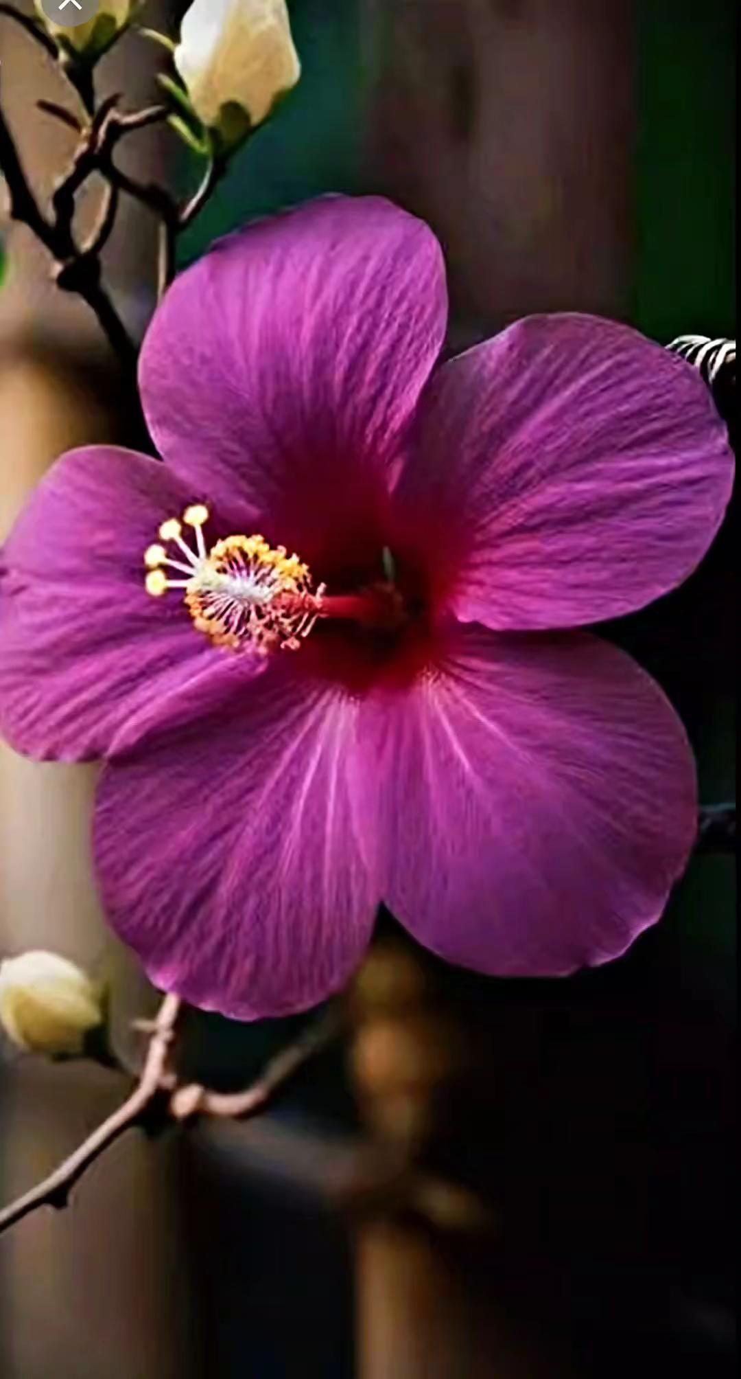 赏花🌸听歌🎶 最幸运的祝福送给你 《相遇》写的不只是爱情，更是人这一生里所有