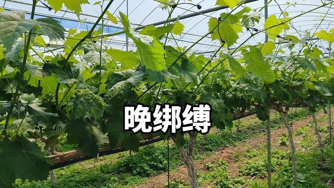 拉穗前后管理细节