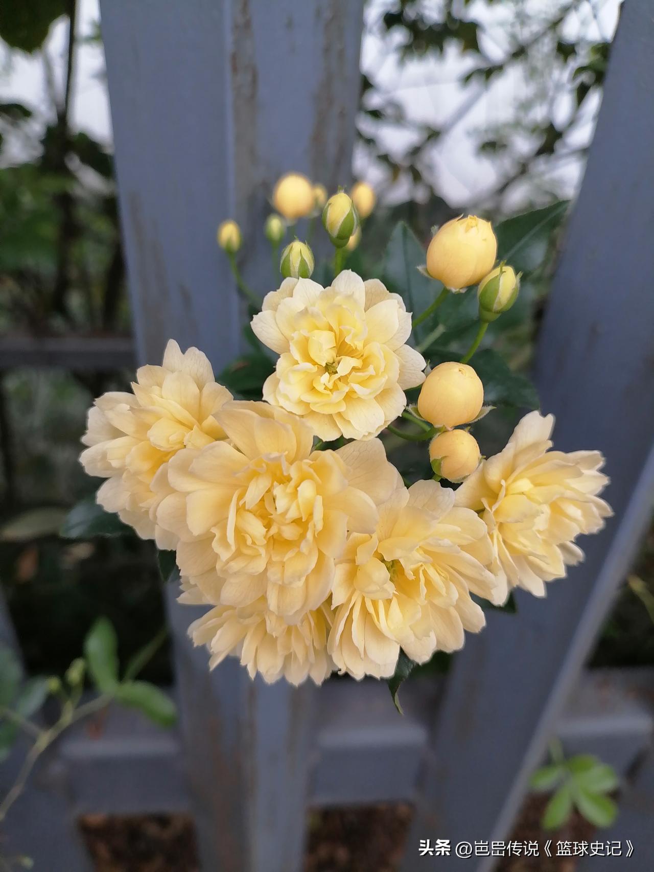 晒一晒您手机里的花卉照片