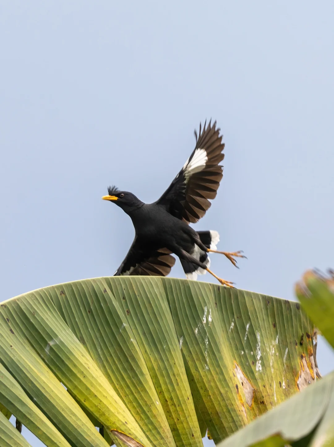蕉叶上跳舞的林八哥