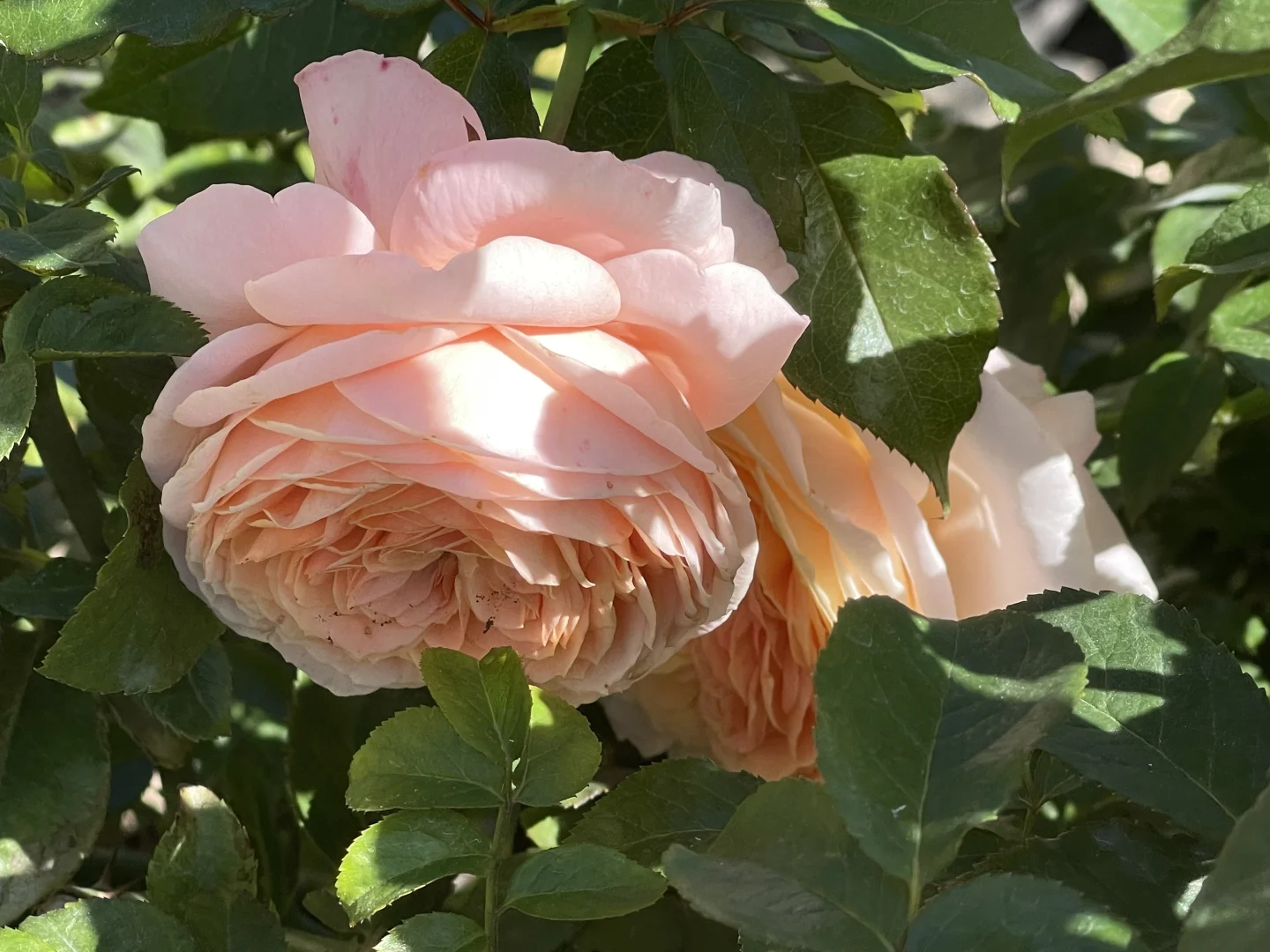 戴尔巴德秋花