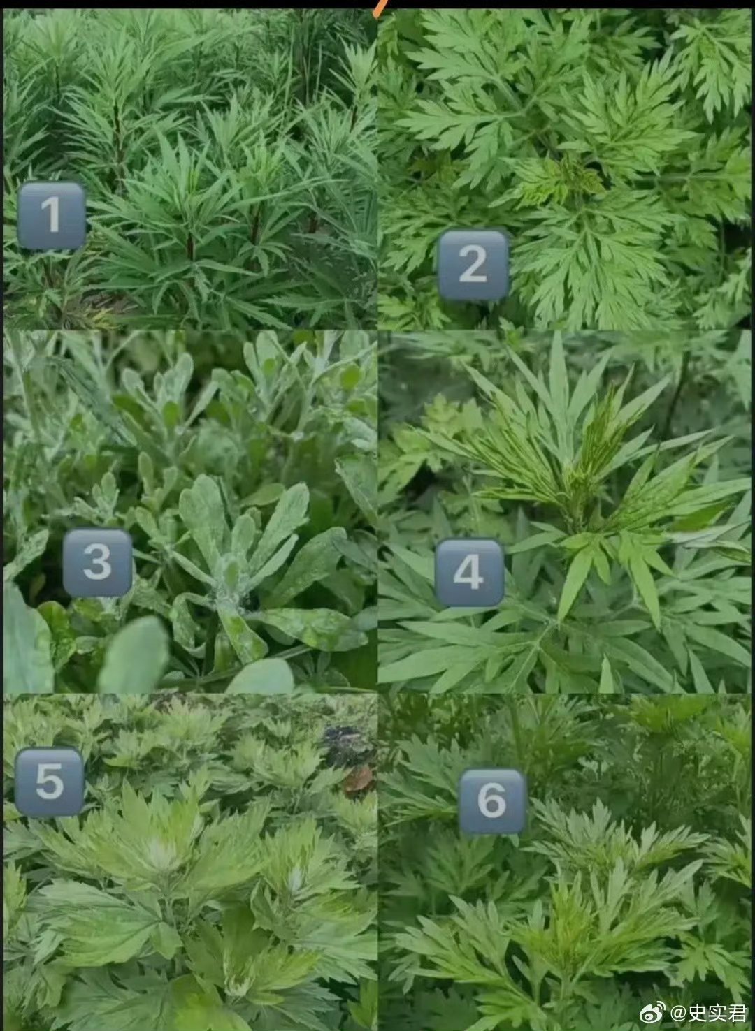 你们知道哪个是艾叶草吗