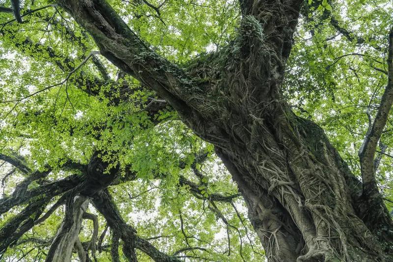 上联:寒风欺老树，邀你赐写？暖雨润新芽