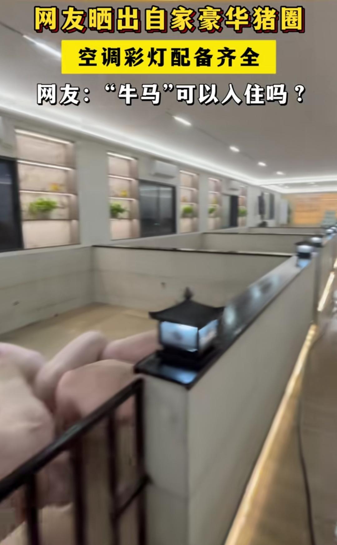 谁家养猪这么奢侈啊？这豪华猪圈，简直堪比五星级酒店，彩灯，空调，地板，感觉猪住进