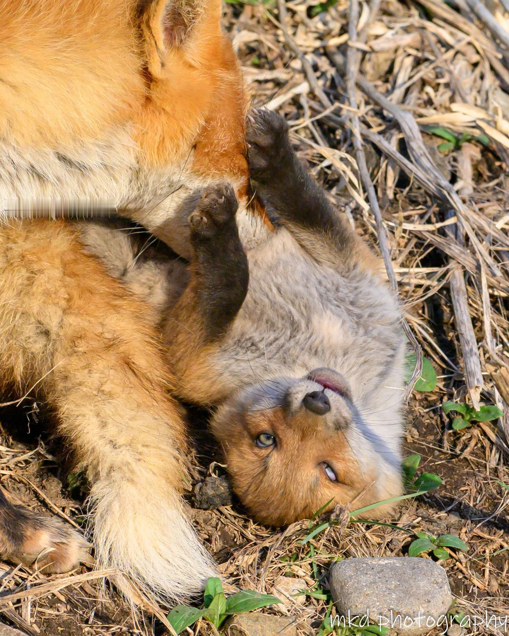 狐狸 妈妈～好痒啊～🦊©️m_kudo44 