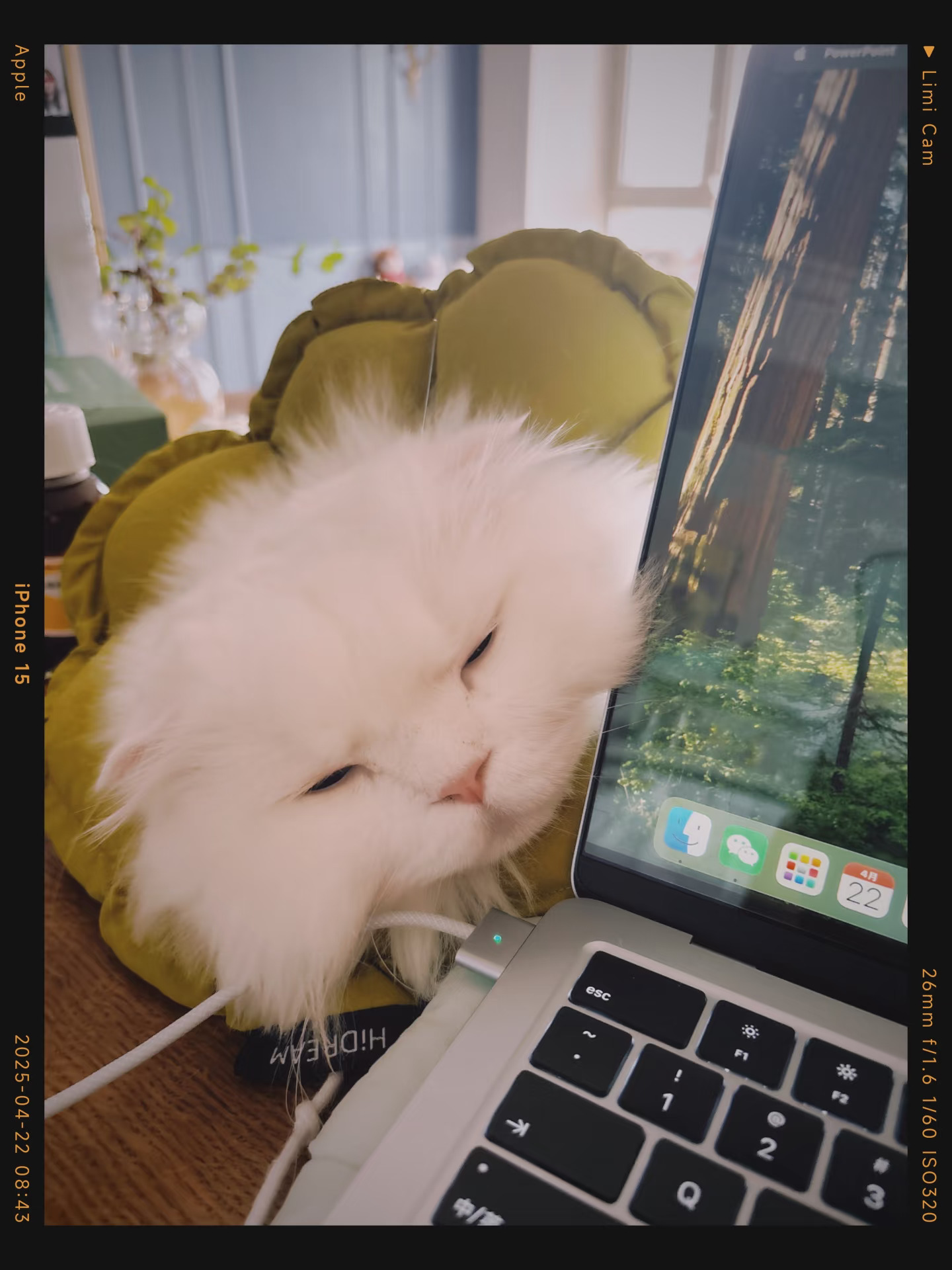 小猫p离我的电脑远一点～！｜桌上猫窝完美解决