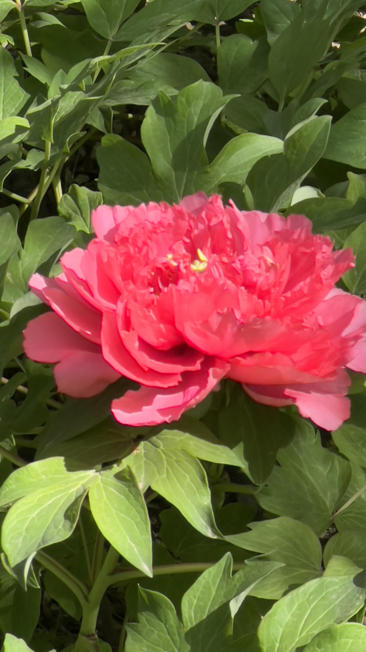 谷雨时节，牡丹盛开，那特写镜头下的牡丹，简直是一场视觉盛宴！
北京太阳宫天姿牡丹