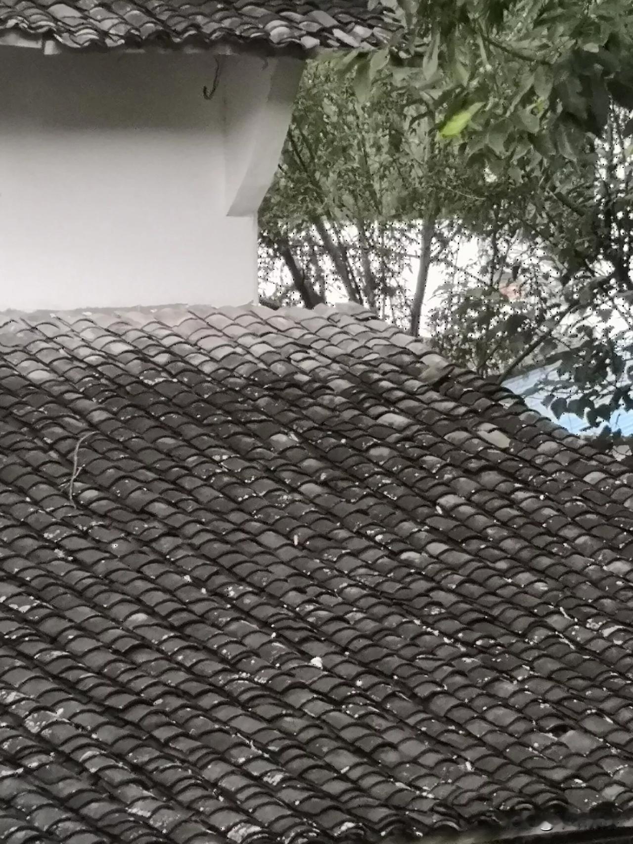 在农村地区，特别在德阳市中江县农村，而发现了这样的小青瓦房子，这也许是80年代，