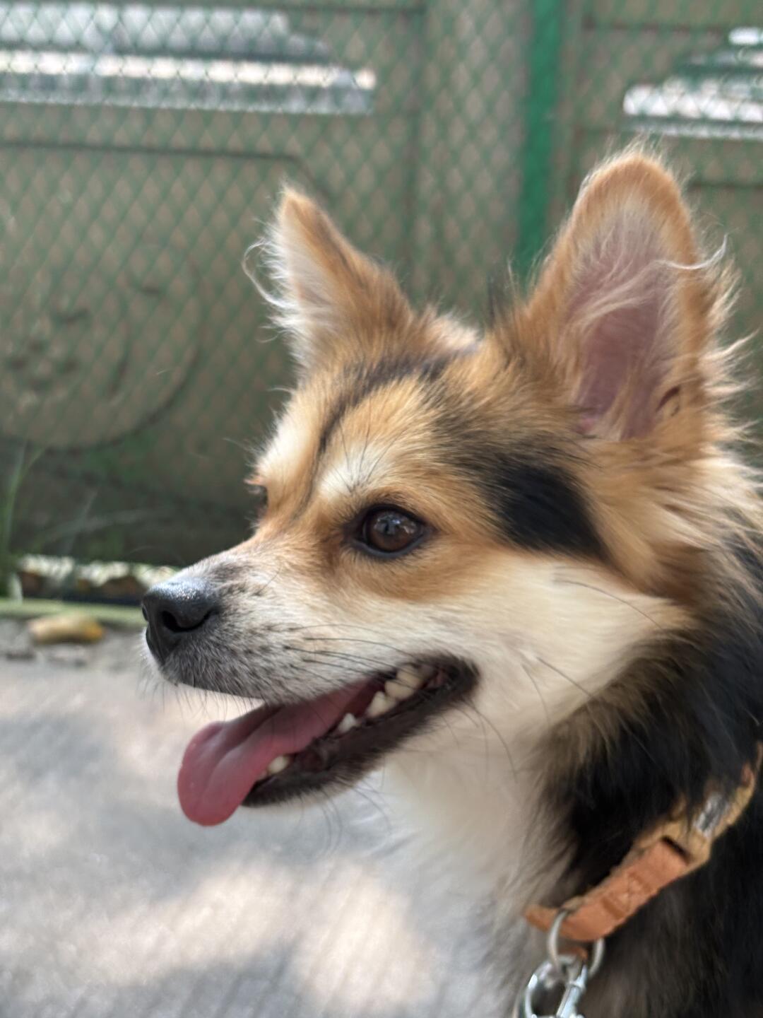 怎么引导高敏感爱焦虑紧张的小狗放松？