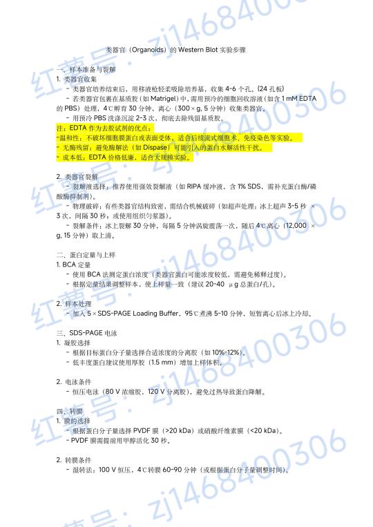 类器官应用之 WB实操