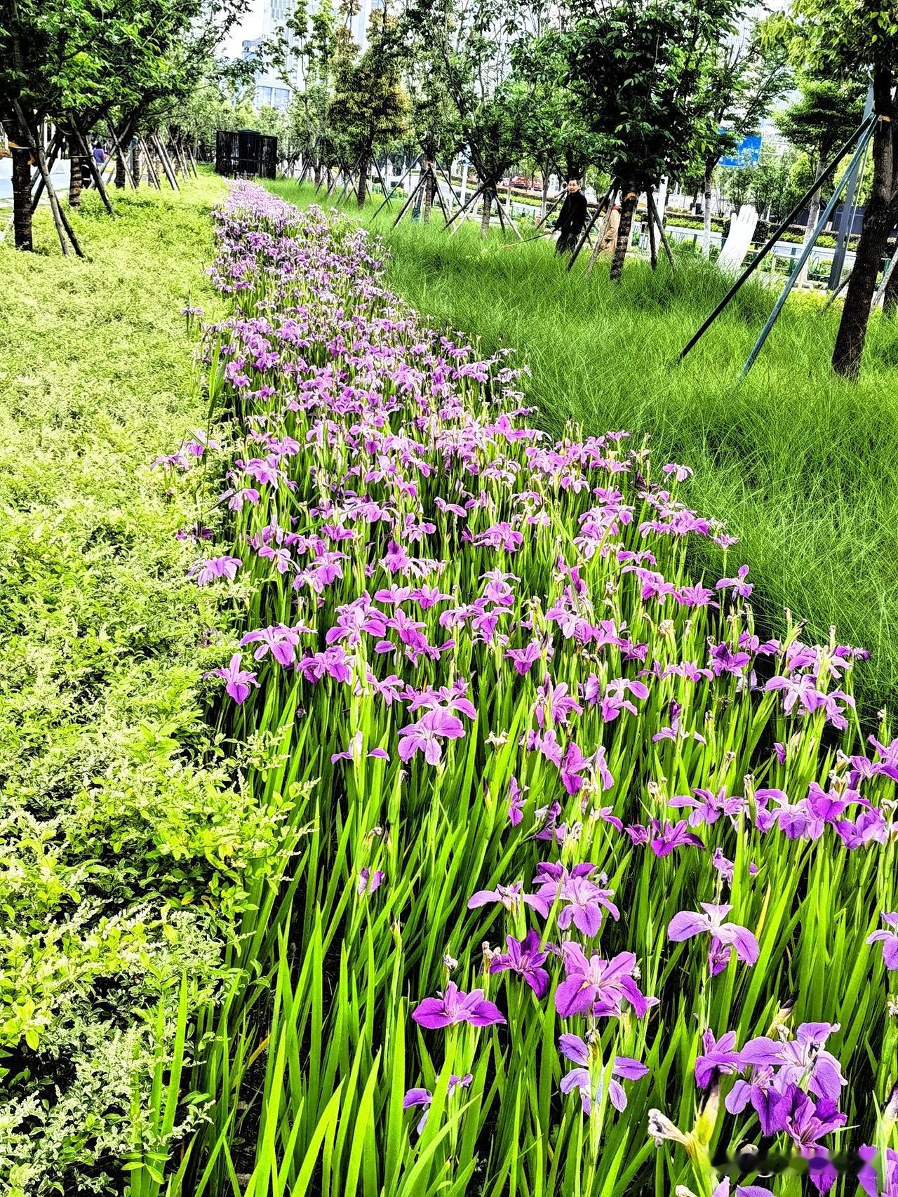 天门冬夏鸢尾翔，香芸台阁龙骨蜕

初夏的风轻轻吹过，我家小区旁的公园里，鸢尾花开