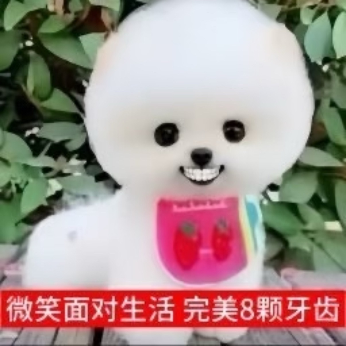我像生活投降生活向我投翔，哎呀好想哭 