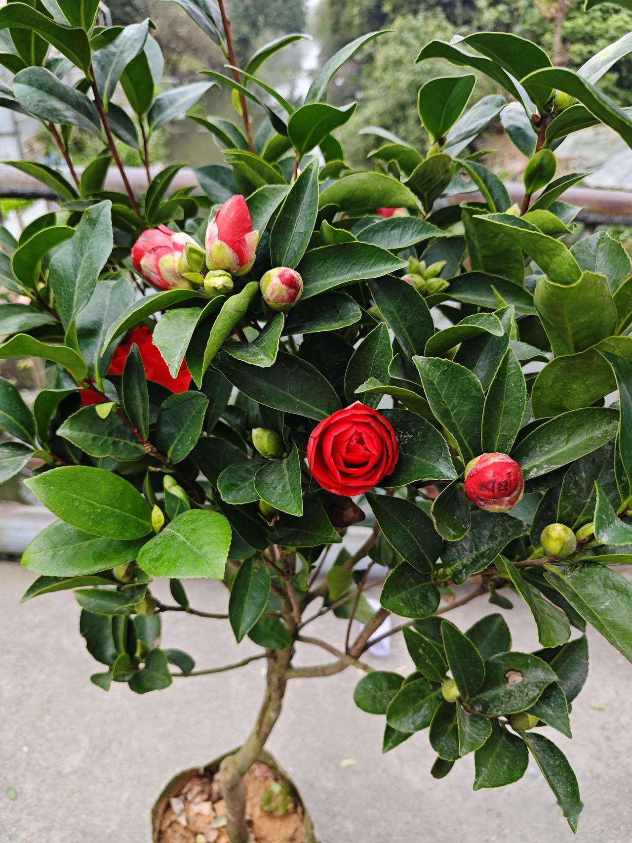 一女子几年前花十四万买一条铂金钻石项链

近日和朋友金店买金时顺便问老板回收多少